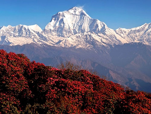 Lali gurash near the Annapurna Himalaya